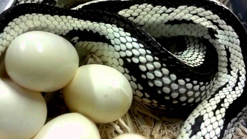 Mơ thấy rắn đẻ trứng là điềm báo cho tin vui trong cuộc sống
