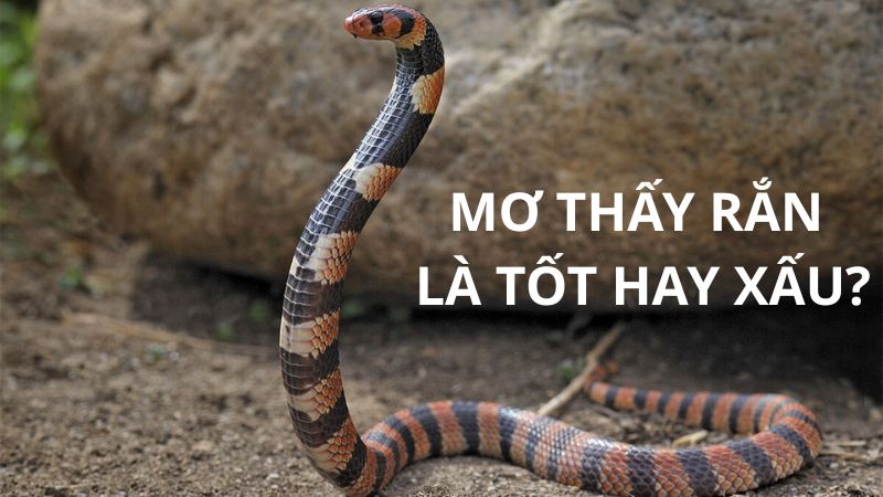 Mơ thấy rắn mang nhiều điều báo có ý nghĩa khác nhau